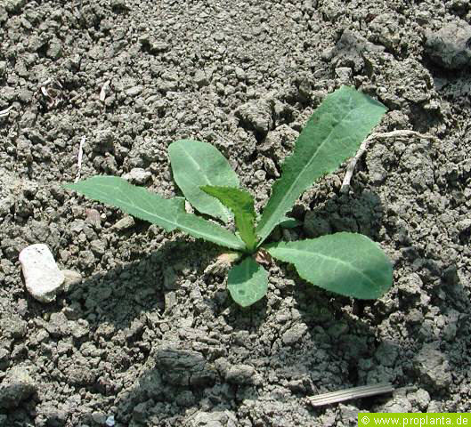 Acker-Gnsedistel: junge Pflanze - Tabakanbau