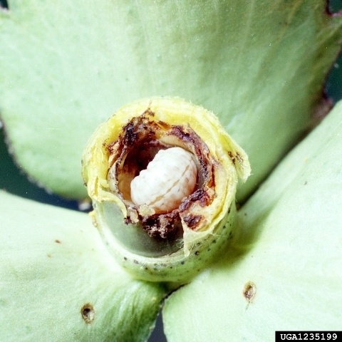 Die Larve des Baumwollkapselkäfers hat das Innere der Blütenknospen fast vollständig ausgehöhlt