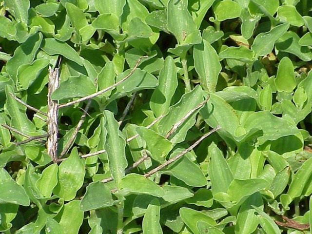 Massenaufwuchs Commelina benghalensis