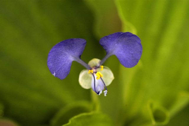 Blaue Kronenbltter - Commelina benghalensis