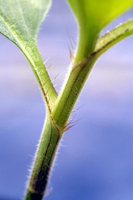 Commelina benghalensis Merkmale
