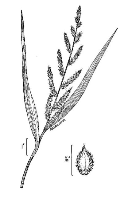 E. crus-galli - Blütenstand schematisch