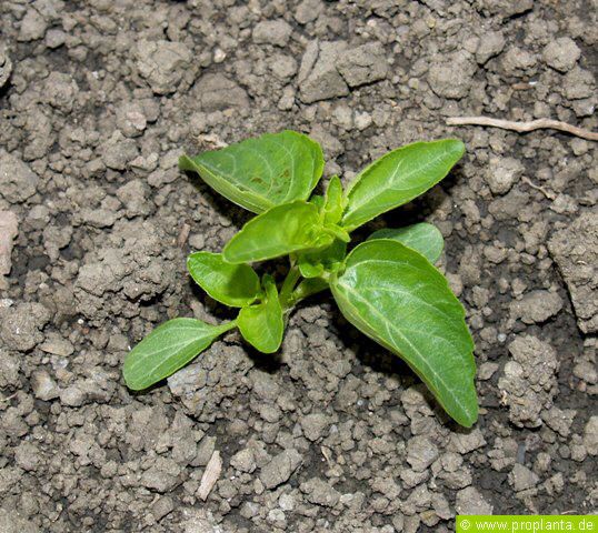 Einjhriges Bingelkraut: junge Pflanze - Tabakanbau