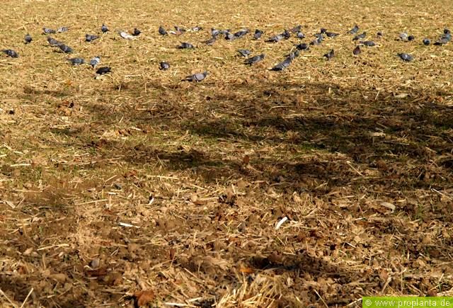 Tauben bei der Saatgutaufnahme in Mais