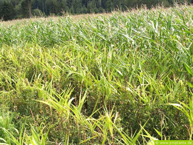 Starke Herbizidschäden an Maispflanzen bei der Distelbekämpfung