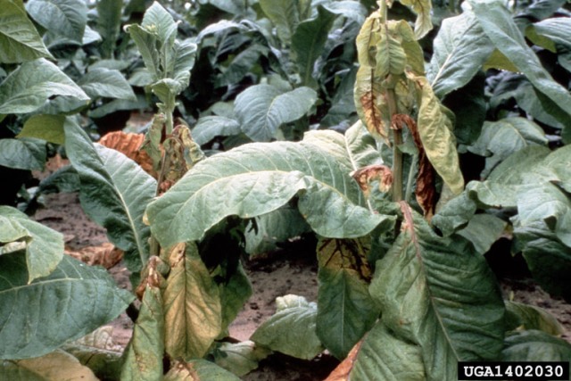 Kartoffel-Y-Virus Tabakpflanze