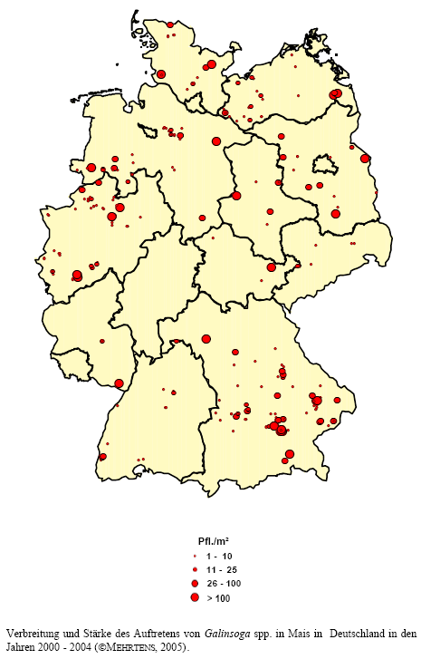 Verbreitung und Strke des Auftretens von Franzosenkraut-Arten in Mais in Deutschland in den Jahren 2000 - 2004