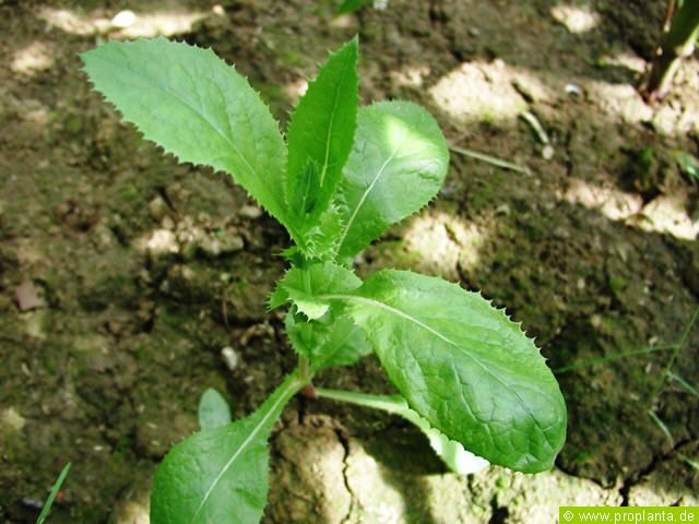 Kohl-Gnsedistel: junge Pflanze