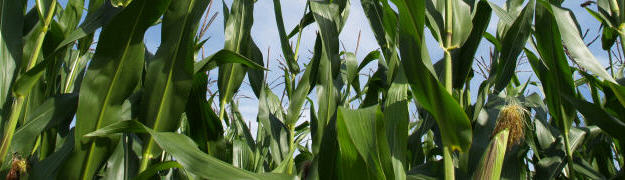 Alle Informationen zum Thema Mais