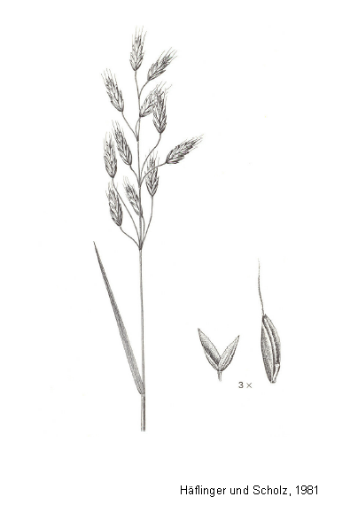 Roggen-Trespe - Bromus secalinus