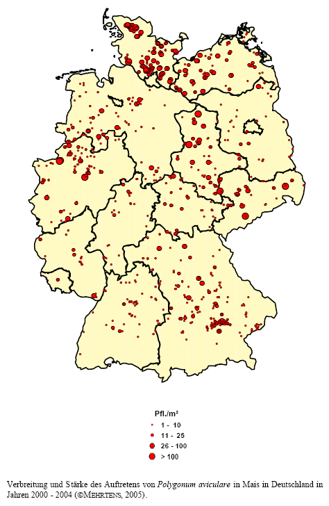 Verbreitung und Strke des Auftretens von Vogel-Knterich in Mais in Deutschland in den Jahren 2000 - 2004